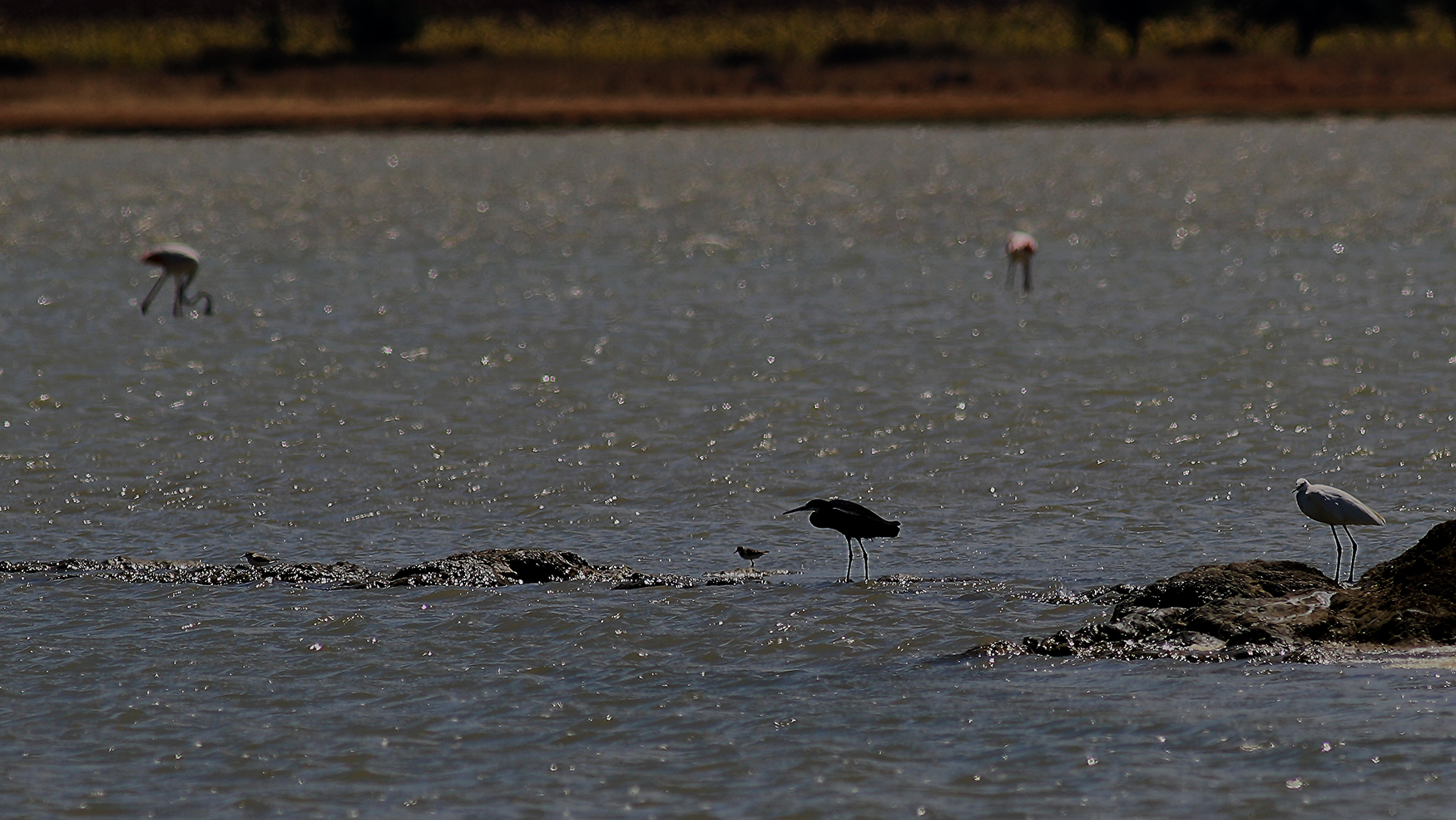Western Reef-Heron